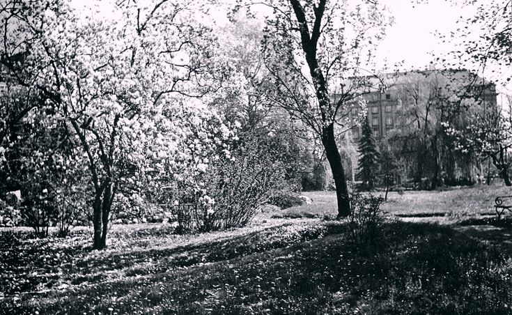 Botanički vrt, Mihanovićeva ulica, 1950-ih godina